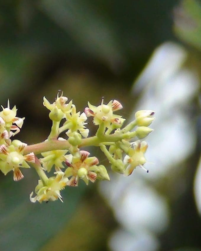 When it flowers